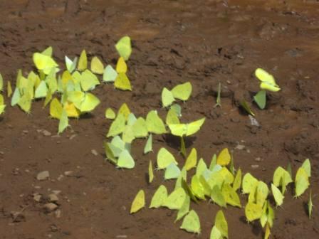 The butterfly at Iguazu Falls National Park looks like petals