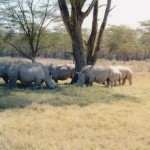 African Double Horned Rhinos