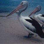 Pelicans