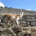 Llama