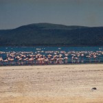 Sea of flamingos in Lake Nakuru