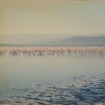 Flamingos wave of colours in the lake