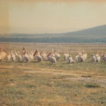 An assembly of Pelicans at Lake Nakuru