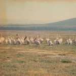 An assembly of Pelicans at Lake Nakuru