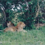 Massai Mara natural inhabitants