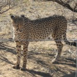 Cheeta in the National Park near Windhoke Namibia