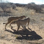 Cheetas in the National Park near Windhoke Namibia