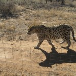 Leopard in the National park near Windhoke