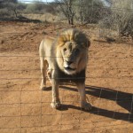 Lion in the National Park near Windhoke