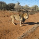 Lion in the National Park near Windhoke