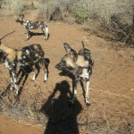 Wild Dogs in the National Park near Windhoke