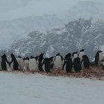 The Penguin Colony