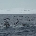 Penguines are flying on the ocean