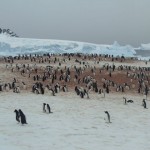 Residents of Antarctica always welcomes explorer