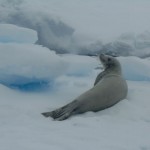 Seal on the Iceberg