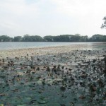 Lotus in Shibsagar, Assam