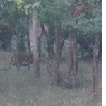 Royal Bengal Tiger at Bandhavgarh Tiger Reserve