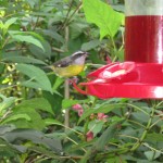 Hummimg Bird at La Paz Water Falls Gardens San Jose