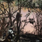 Lemurs at Lemur Park Antananarivo, Madagascar