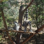 Lemurs of different type at Lemur Park Antananarivo, Madagascar