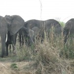 Elephants waiting for snaps at National Park Mikumi