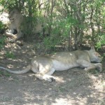 Lionesses in the National Park Mikumi