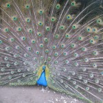 In the small Zoo at Koktobe Hill