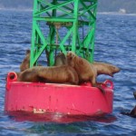 The Seals watching Juneau Bay Alaska