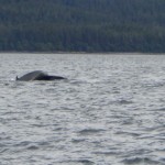 Whale Watch Juneau Bay Alaska