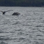 Whale watch Juneau Bay Alaska