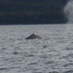 Whale watch Juneau Bay Alaska